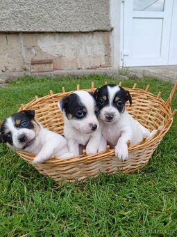 Jack Russell - 2