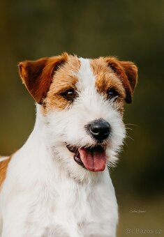 Jack Russell teriér s PP - 2