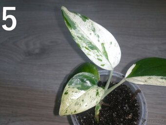 Epipremnum Pinnatum Marble - 2