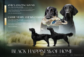 Flat coated retriever - 2