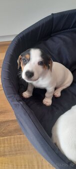 Jack Russell - 2
