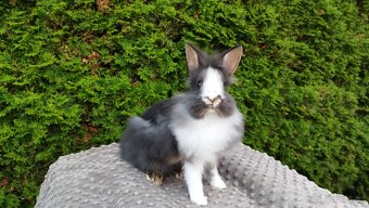 Zakrslý králík, králíček -(lvíček)-TIMMY - 2