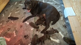 Labradorský retrívr čokoládová štěňata s PP - 2
