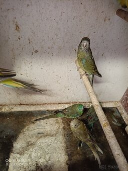 Papoušek zpěvavý - 2