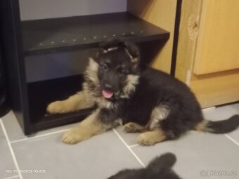 Německý ovčák štěňata - 2