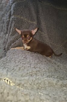 čivava šteniatka - 2