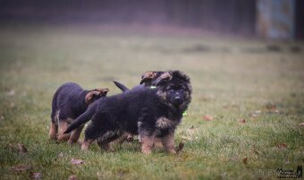 Německý ovčák štěňata - 2