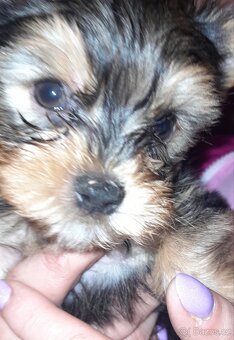 Yorkširský teriér štěňátka bez PP. - 2