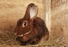 Králík domácí - 2