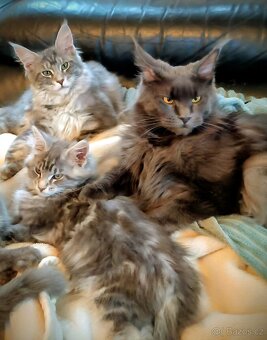 Mainská mývalí kočka - koťátko s PP - 2