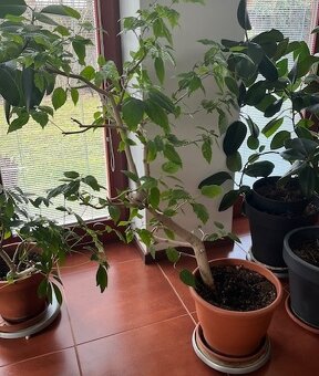 Ibišek pokojový 2 kusy - 2