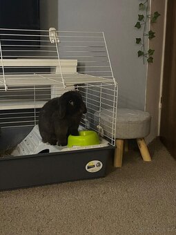 Beránek zakrslý králíček - 2