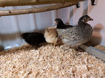 Kuřice Dominant - 2