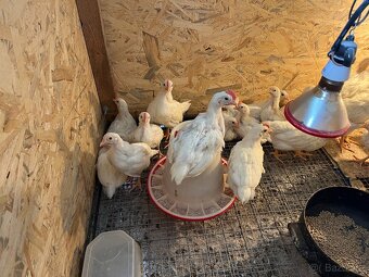 Kuřata Leghorn slepičky - 2
