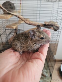 Mláďata osmáci degu - 2