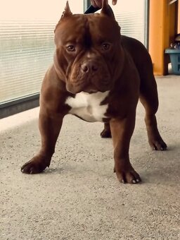 American Bully Pocket - 2