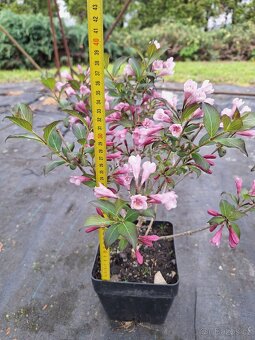Vajgélie (Weigela) - 2