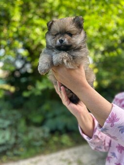 Štěňata Pomeranian - 2