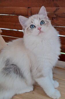 Kočička ragdoll s PP - 2