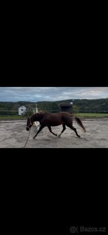 Tříletá klisna plemene slovenský sportovní pony - 2