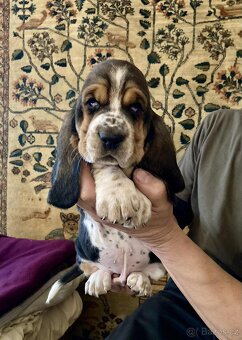 Basset Hound s PP - štěňata - 2