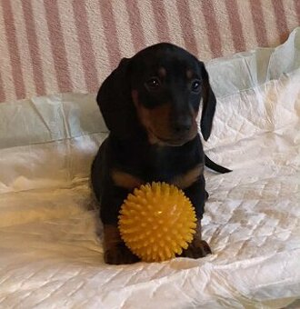 Jezevčík hladkosrstý - 2