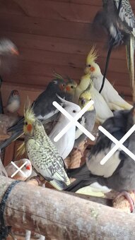 Korela chocholatá - 2