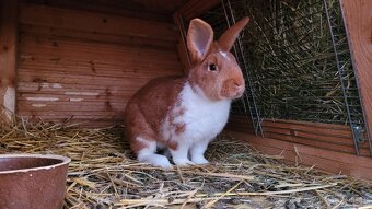 Meklenburský strakáč červený - samec 20 týdnů - 2