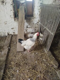 Prodám nasadova vajička - 2