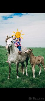 Welsh pony kobylka - 2