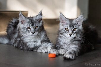 ⚜️Mainská Mývalí Maine Coon s PP⚜️ - 2