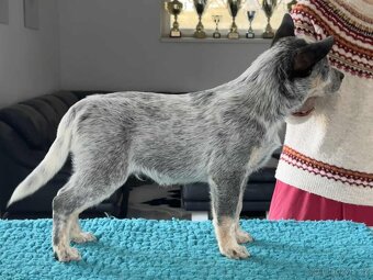 Australský honácký pes - s PP - 2