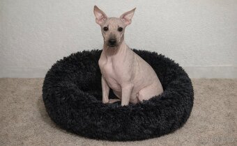 Americký bezsrstý teriér - 2