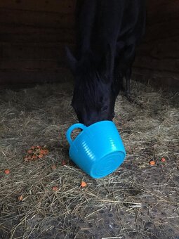 Ustájení koní - 2