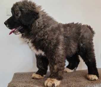 Kavkazský pastevecký pes s PP - 2