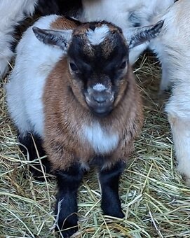 Holandská koza zakrsla - 2