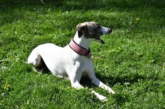 Whippet - 2