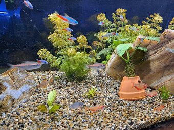 Vybavené akvarium 120l - 2