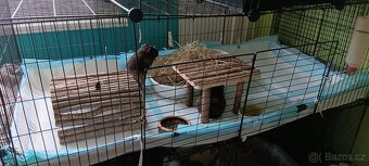 Adopce - 2
