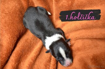 BORDER COLLIE - 2