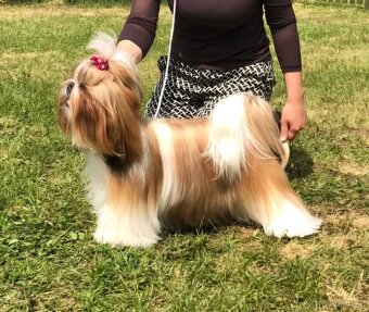 Shih-tzu s PP (šicu, shihtzu) - 2