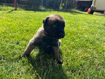 Belgický ovčák - malinois s PP - 2