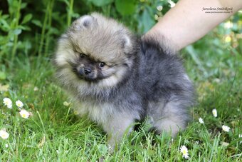 Pomeranian s PP FCI - 2