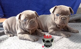 Francouzský buldoček modrý - French bulldog blue - 2