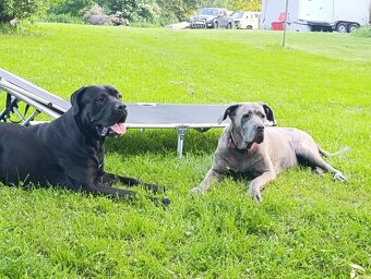 Štěňata Cane Corso - 2