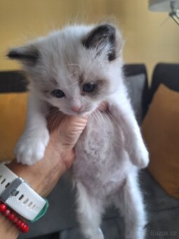 Koťátko Ragdoll s PP - 2