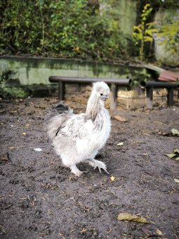 Hedvábnička kohout - 2