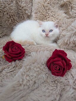 Britská koťata - 2