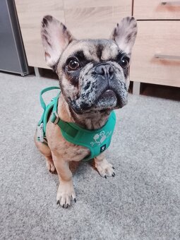 Štěňátko francouzský buldoček - 2