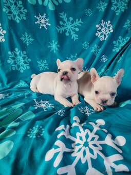 Francouzský buldoček - 2